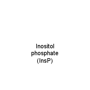 Inositol phosphate (InsP)